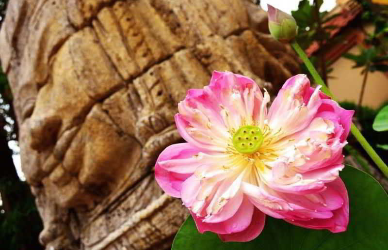 Lotus Lodge Siem Reap Eksteriør bilde